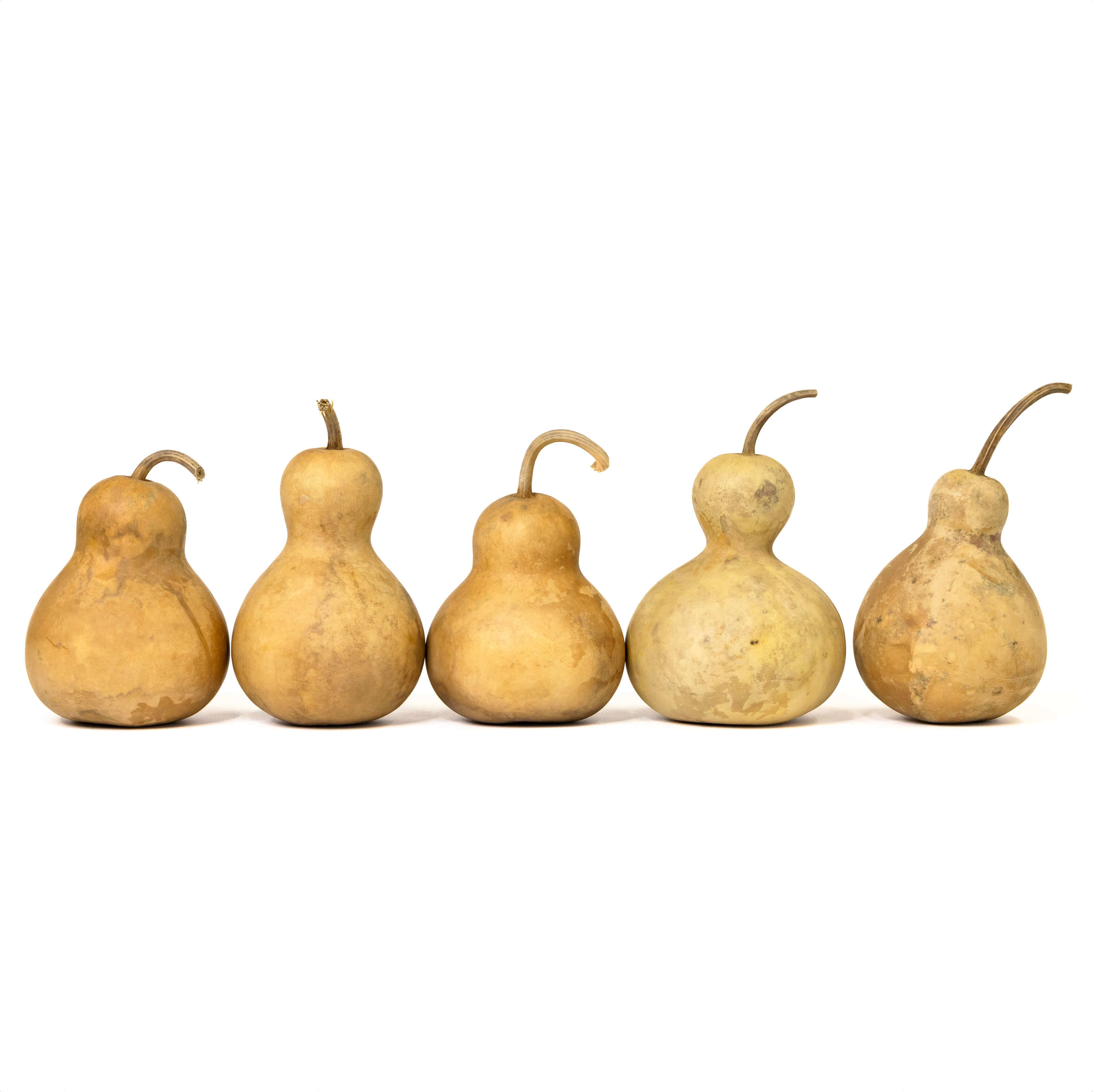 4" Hard Shell Bottle Gourds at Meadowbrooke Gourds.