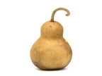 4" Hard Shell Bottle Gourds at Meadowbrooke Gourds.