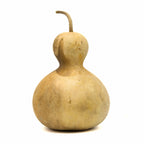 4" Hard Shell Bottle Gourds at Meadowbrooke Gourds.