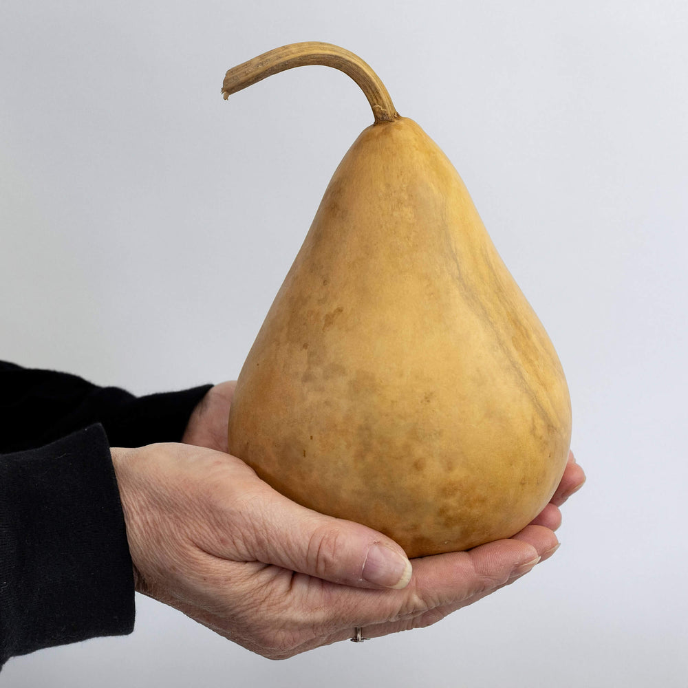 4" Hard Shell Martin Gourds at Meadowbrooke Gourds.