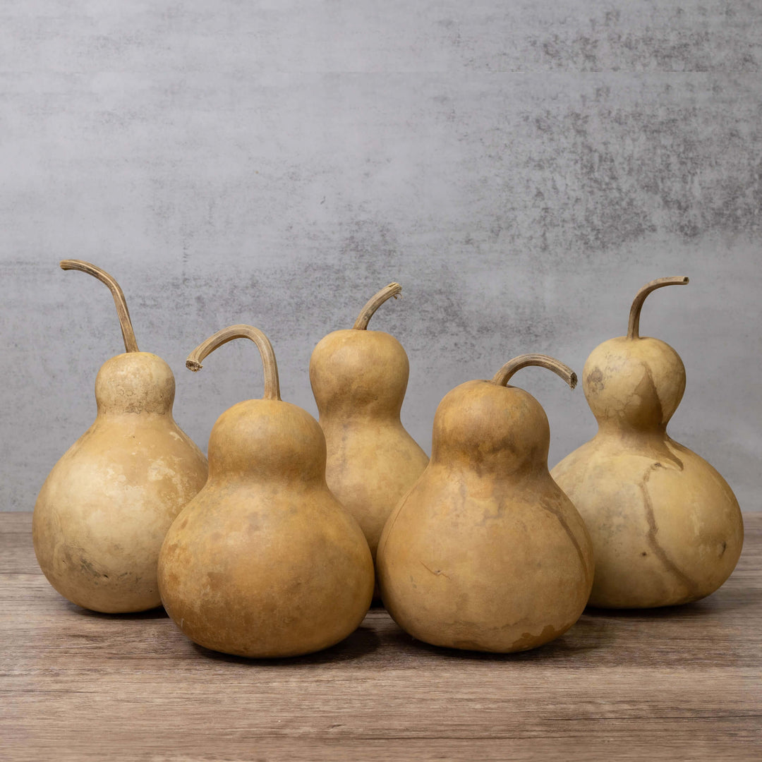 4" Hard Shell Bottle Gourds at Meadowbrooke Gourds. 