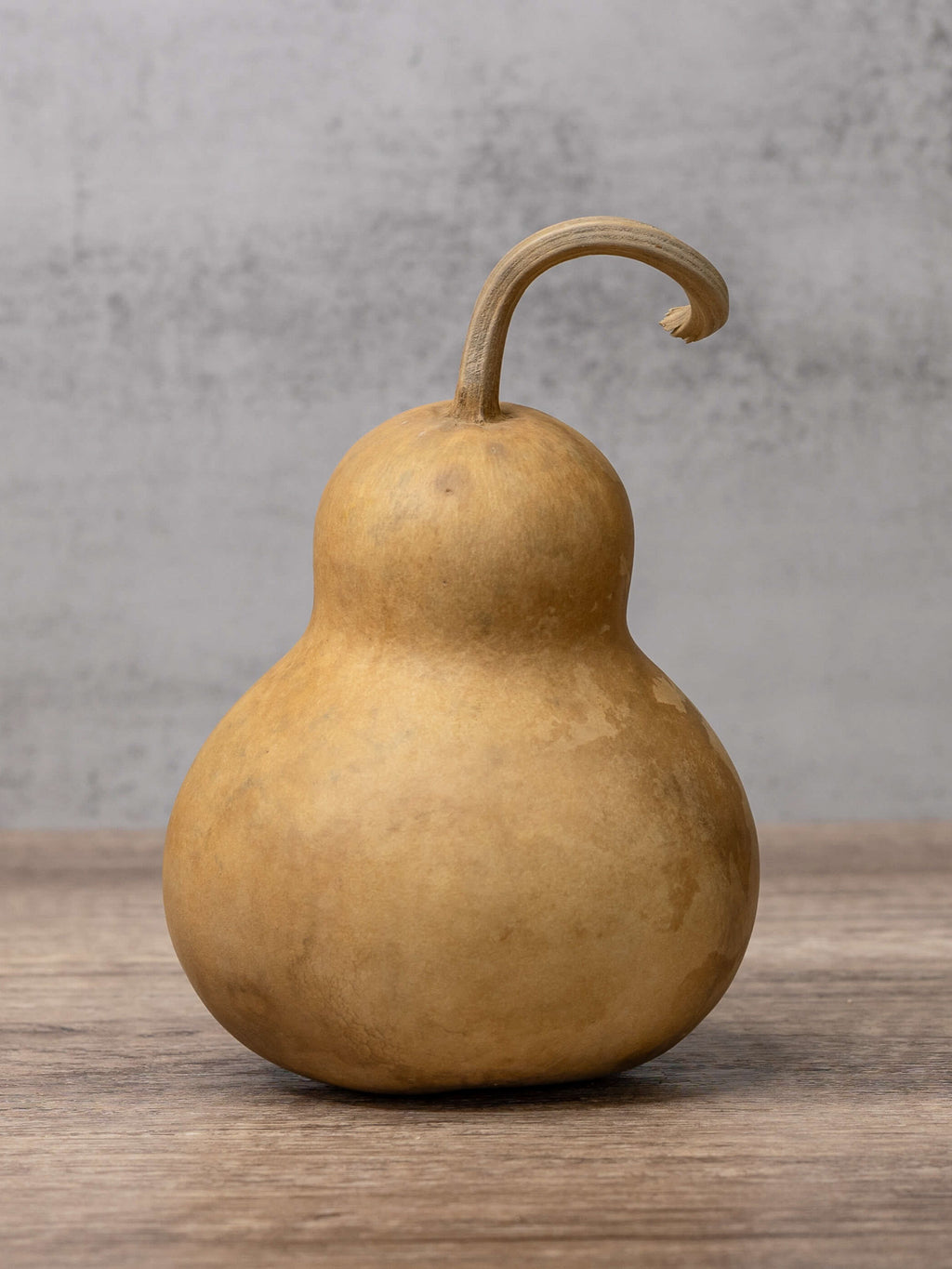 Four Inch Bottle Gourd at Meadowbrooke Gourds. 