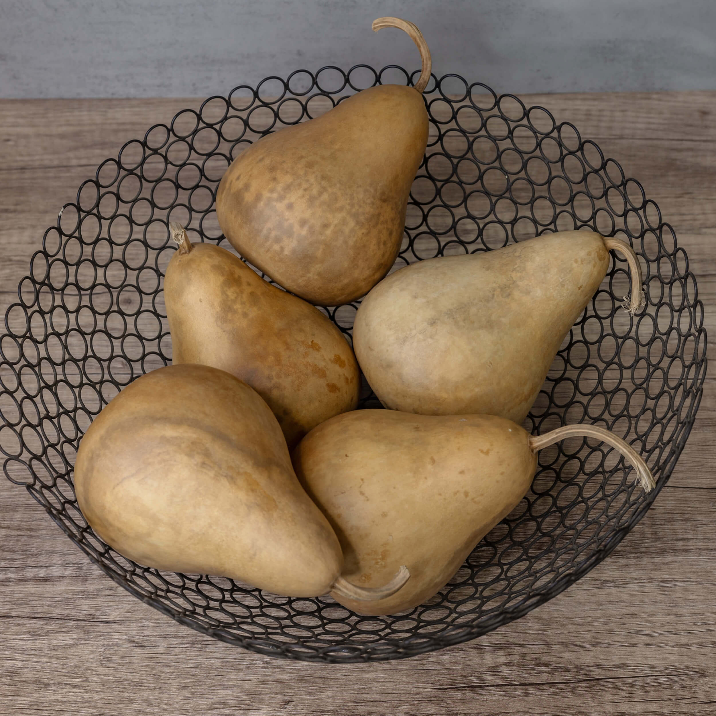 4" Hard Shell Martin Gourds at Meadowbrooke Gourds.