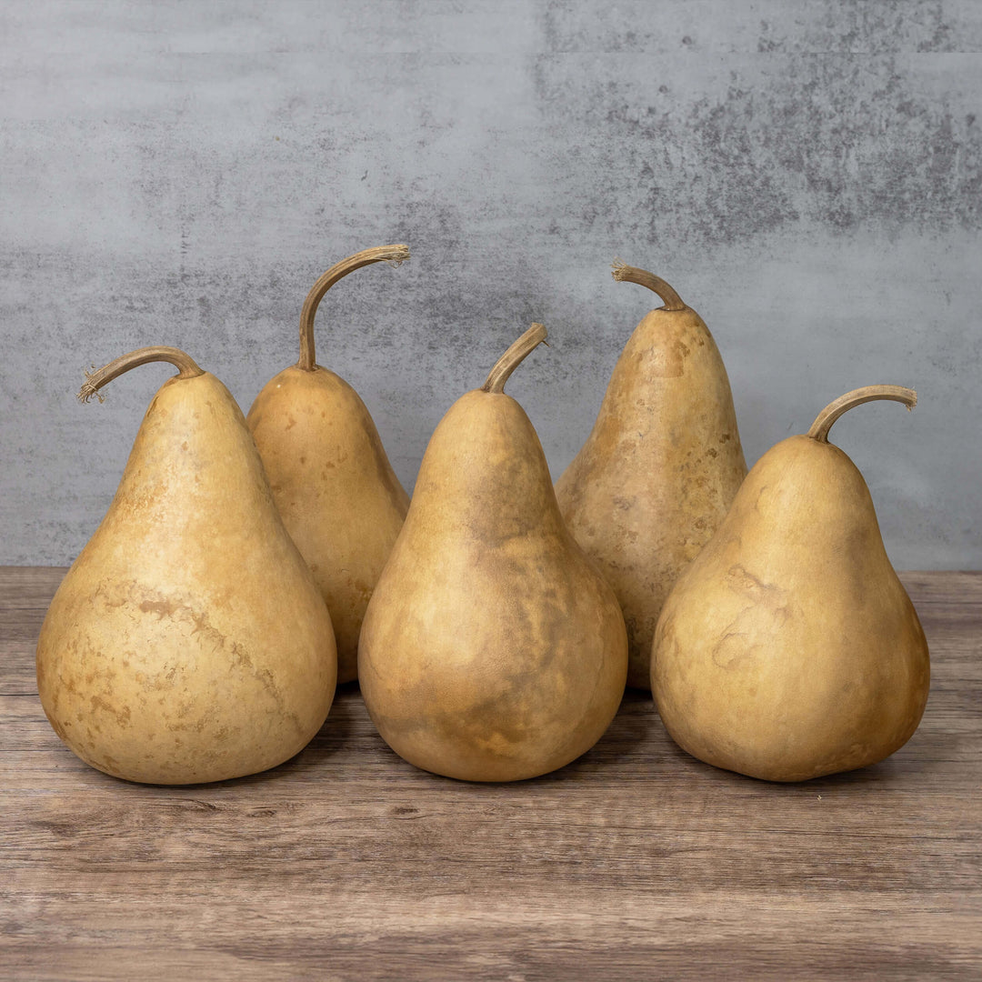 4" Hard Shell Martin Gourds at Meadowbrooke Gourds.