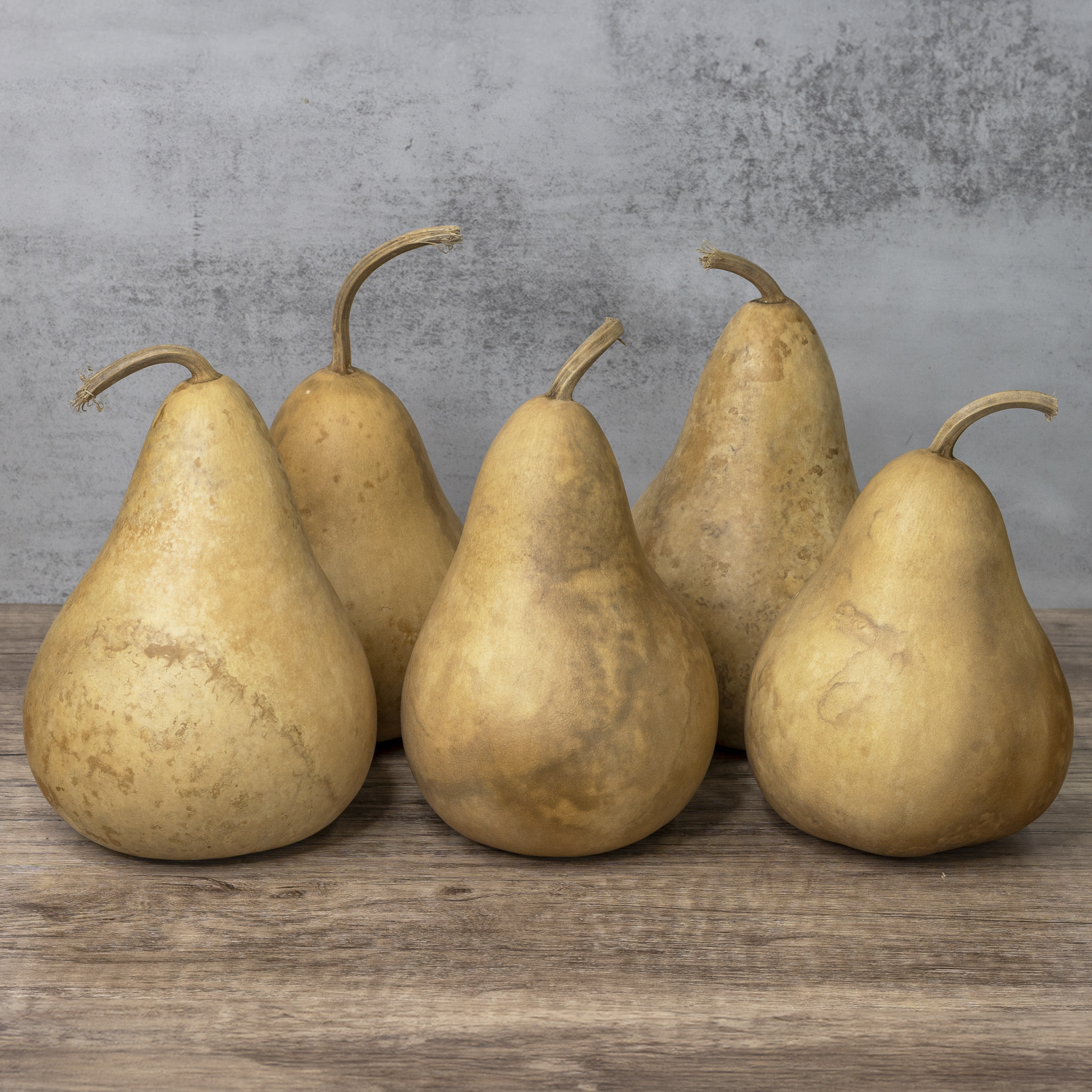 Dried Martin Gourd - 4" in Diameter