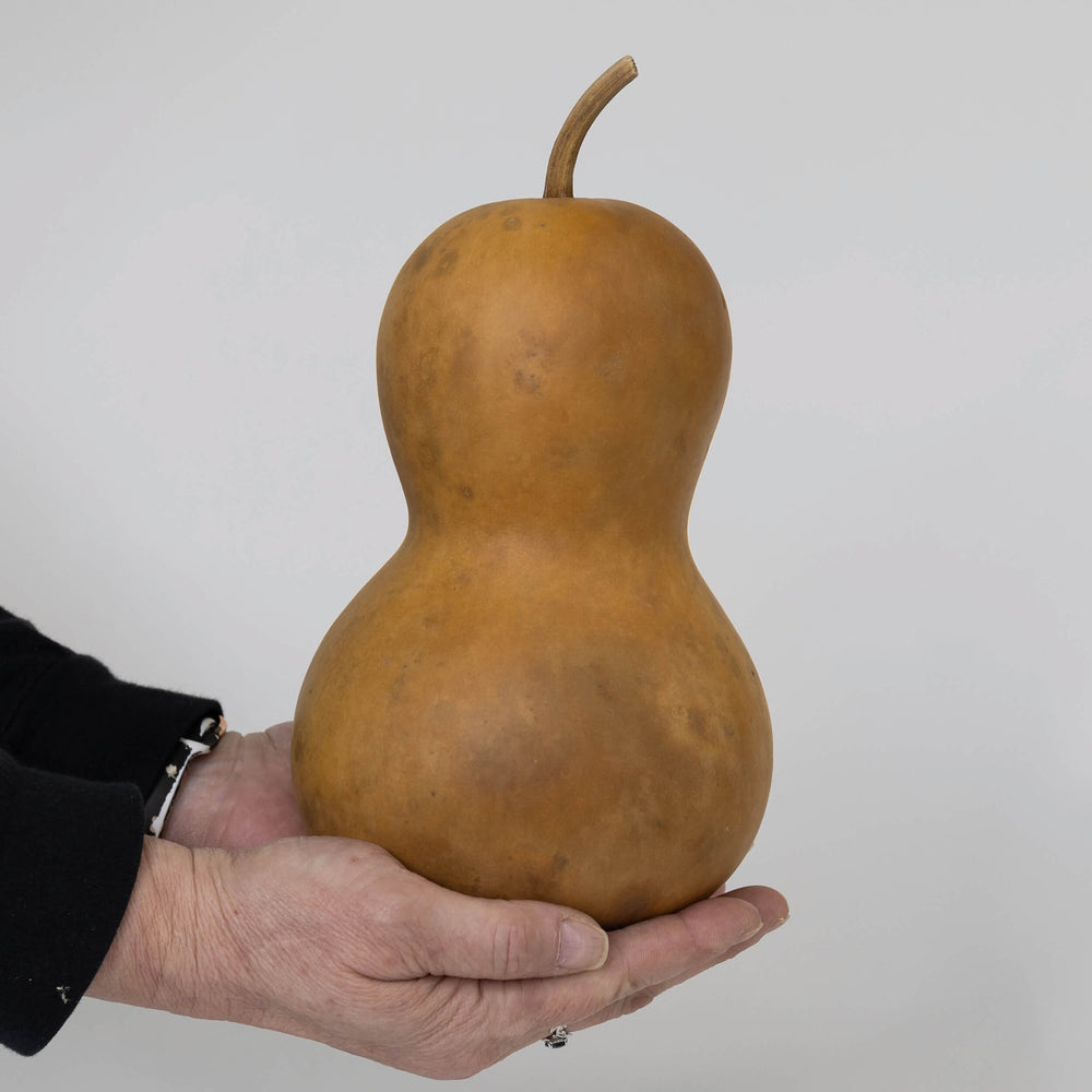 5" Hard Shell Bottle Gourds at Meadowbrooke Gourds.