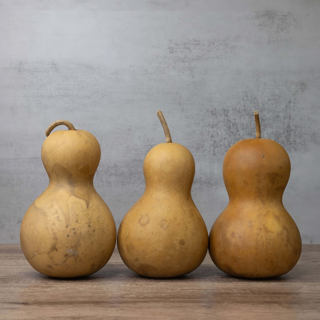 5" Hard Shell Bottle Gourds at Meadowbrooke Gourds.