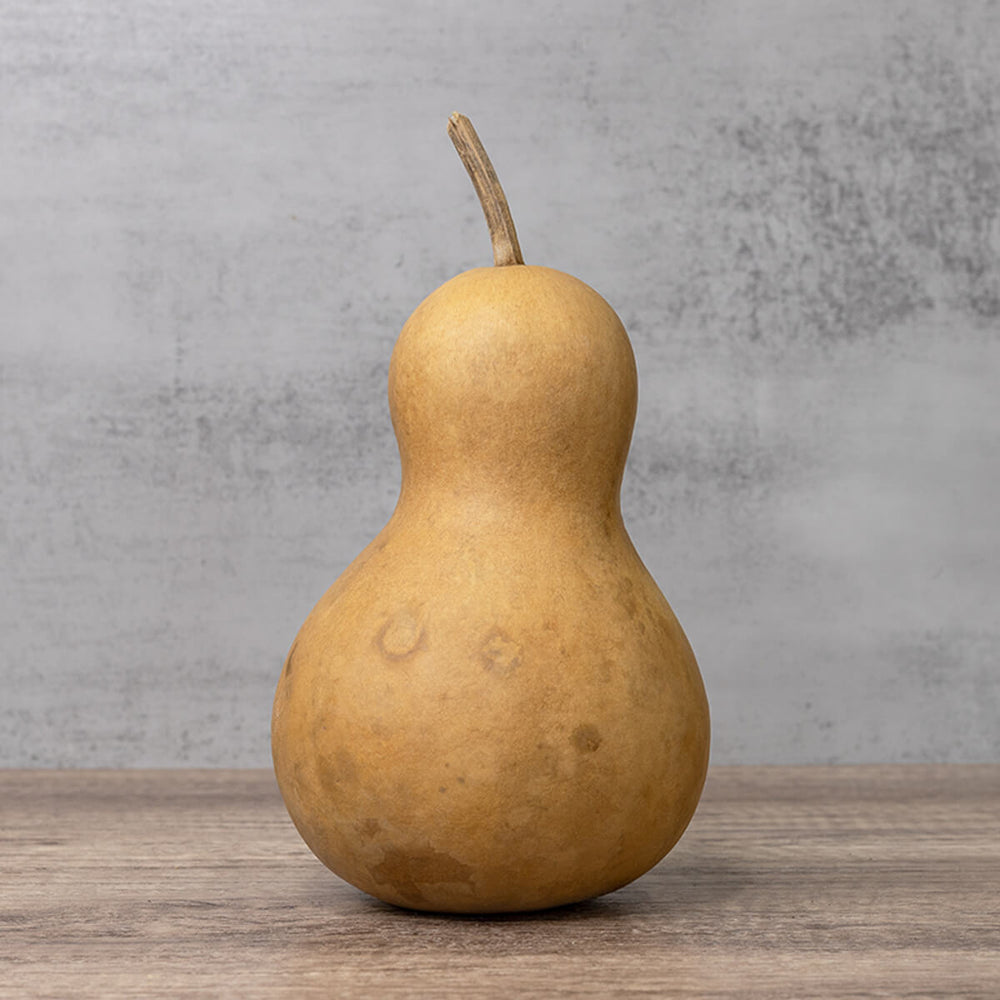 5 Inch Hard Shell Bottle Gourd at Meadowbrooke Gourds. 