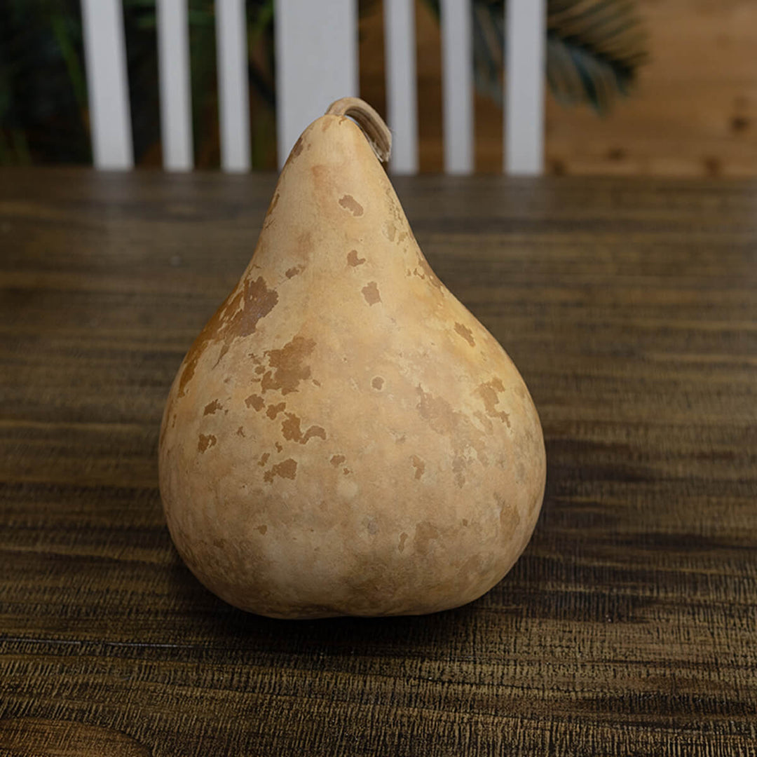 5 Inch Hard Shell Martin Gourd at Meadowbrooke Gourds. 