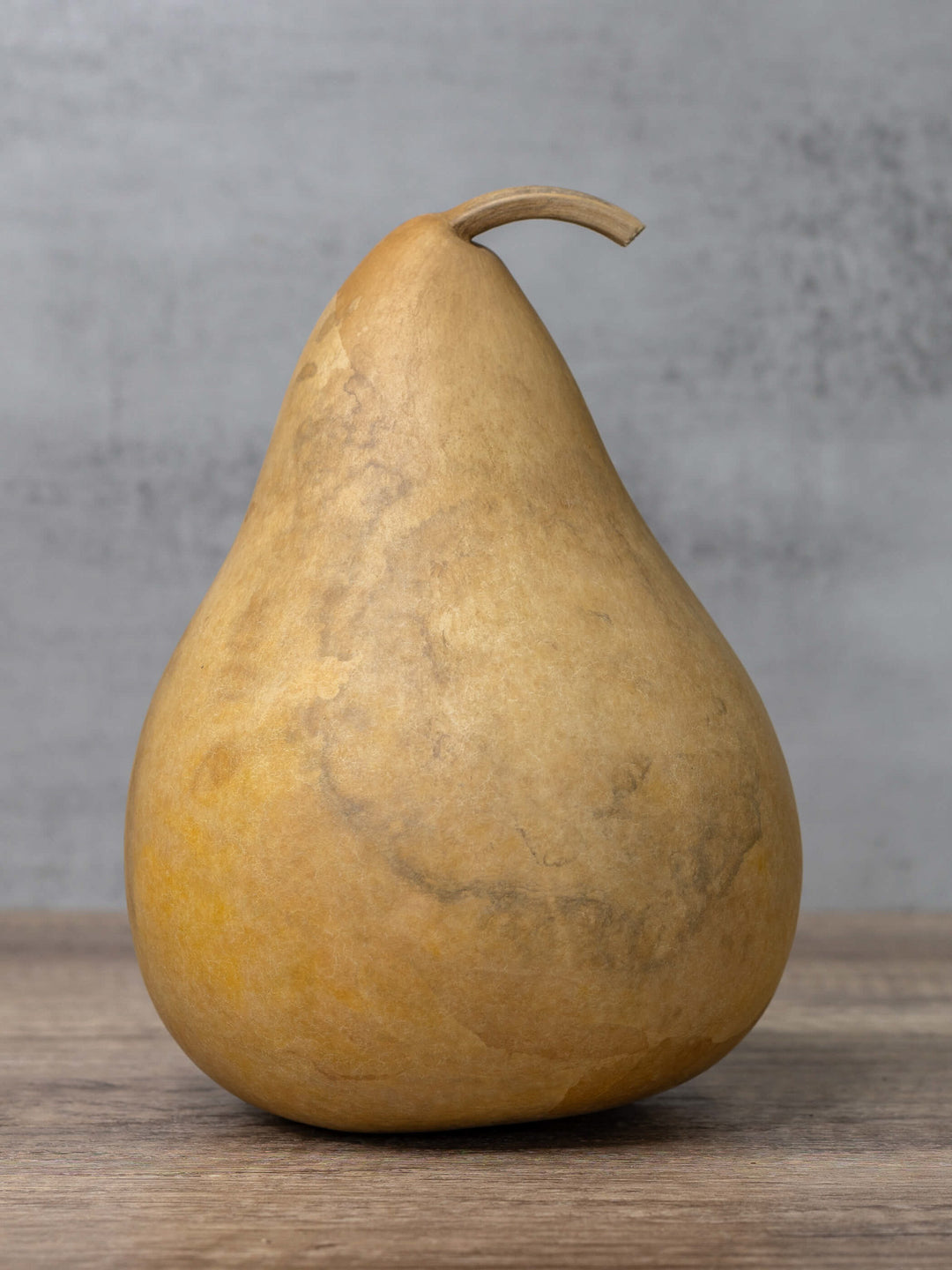 Six inch raw unfinished martin gourd at Meadowbrooke Gourds