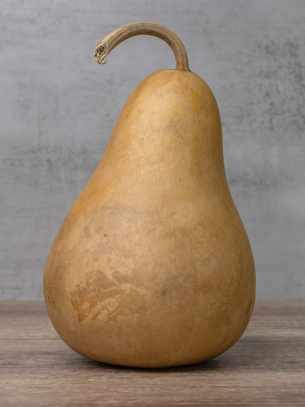 Six inch raw unfinished martin gourd at Meadowbrooke Gourds