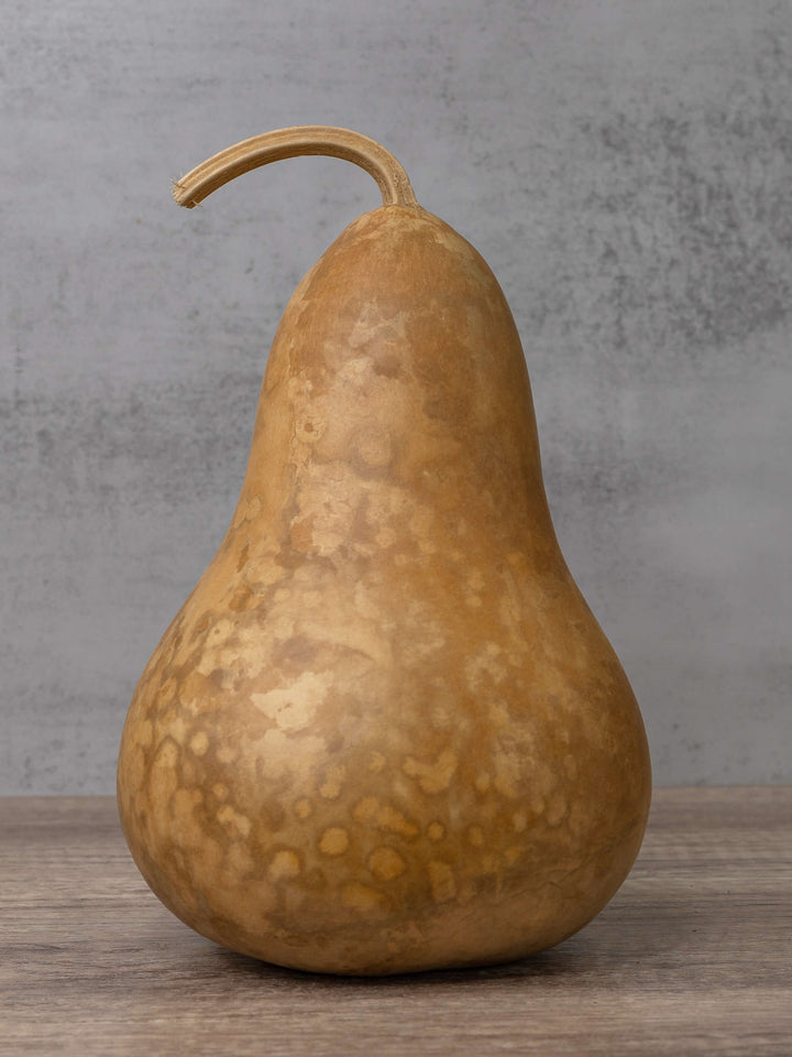 Six inch raw unfinished martin gourd at Meadowbrooke Gourds