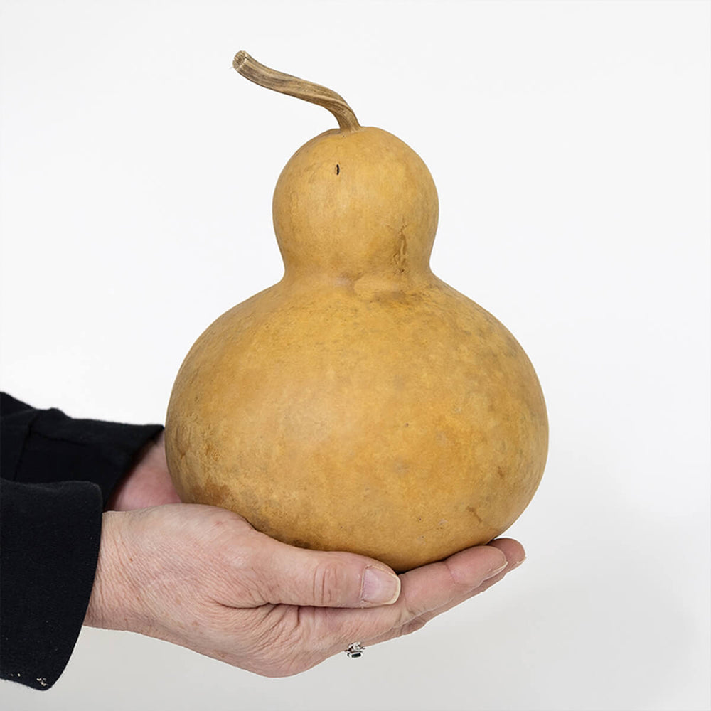 6 Inch Hard Shell Bottle Gourd at Meadowbrooke Gourds. 