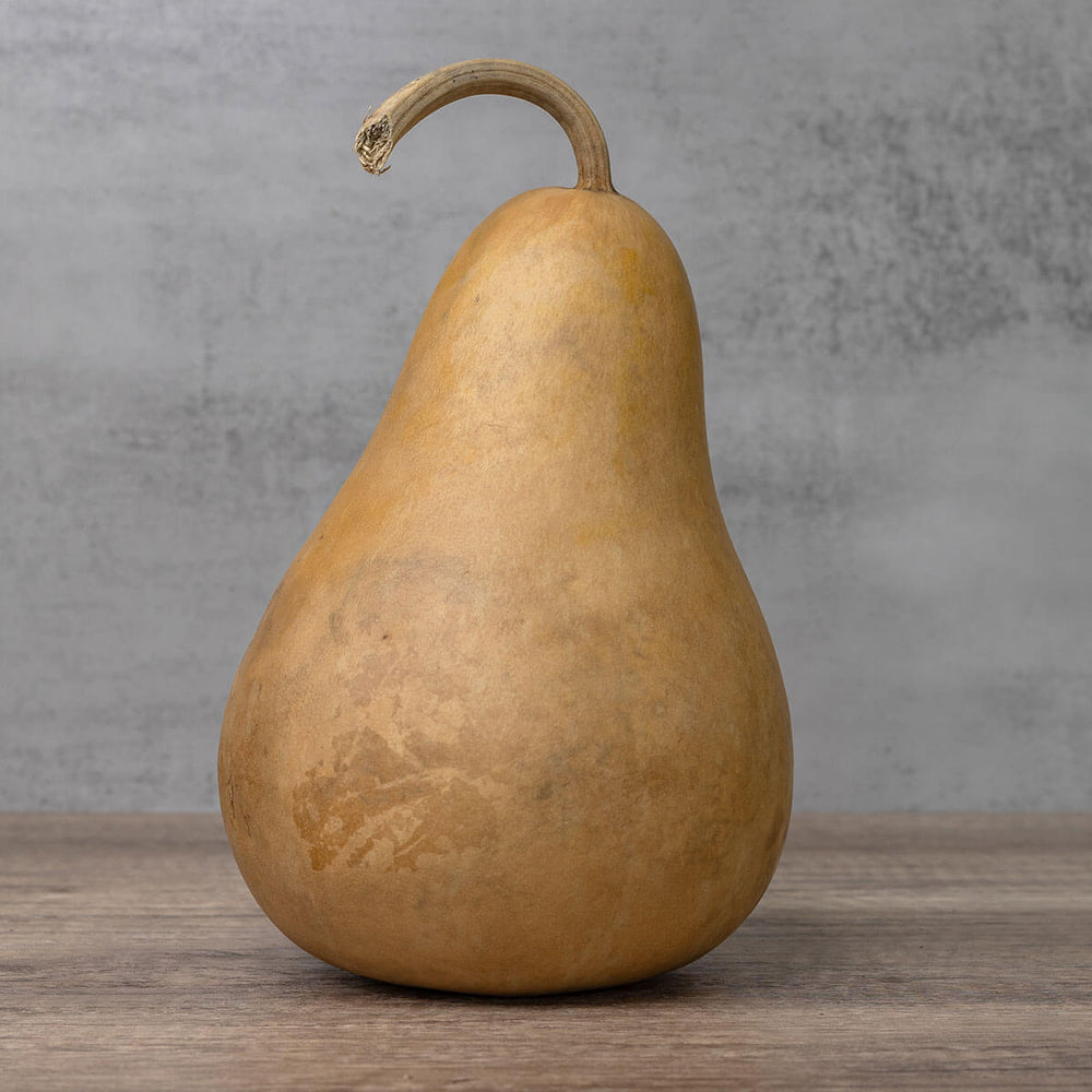 6 Inch Hard Shell Martin Gourd at Meadowbrooke Gourds. 