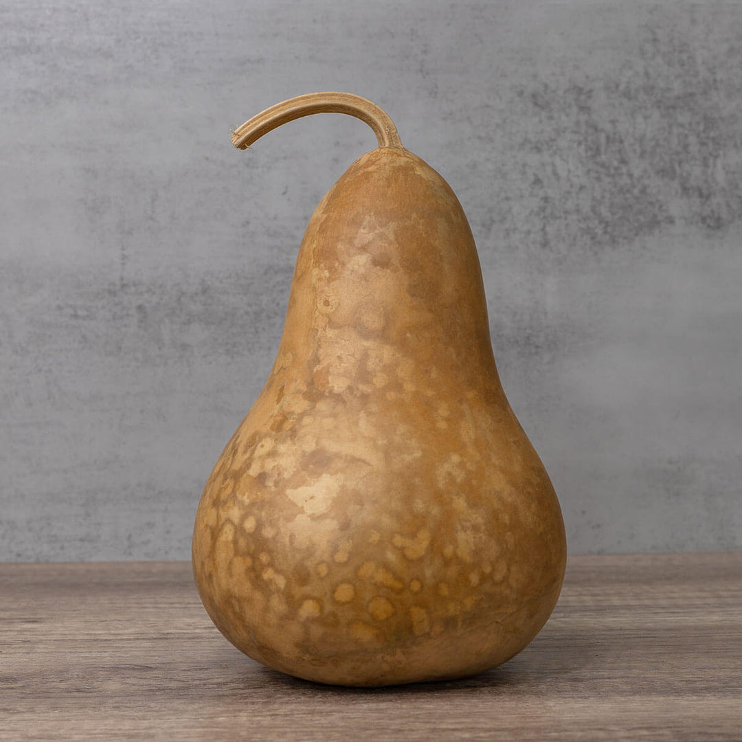 6 Inch Hard Shell Martin Gourd at Meadowbrooke Gourds. 