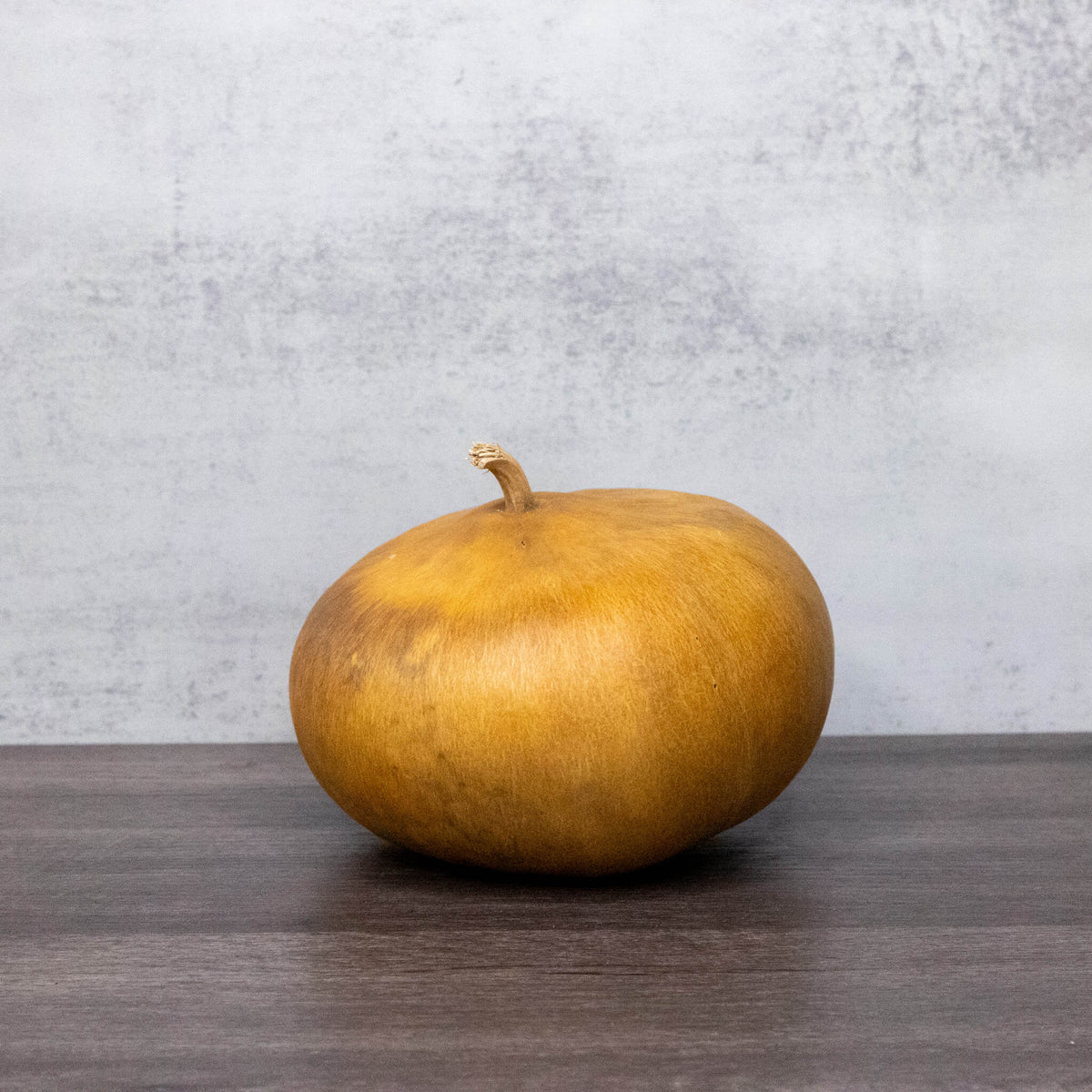 6 inch dried canteen gourd at Meadowbrooke Gourds.