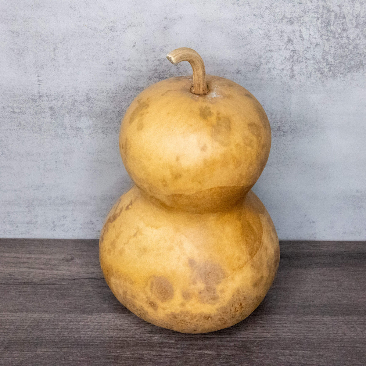 6 inch dried hourglass bottle gourd at Meadowbrooke Gourds.