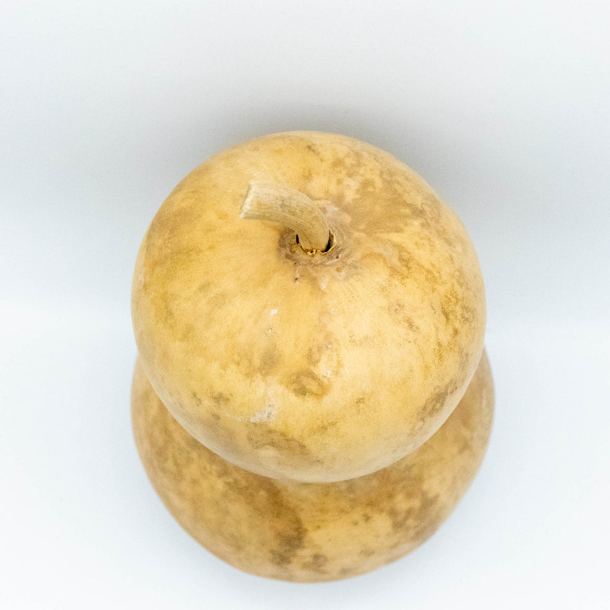 6 inch dried hourglass bottle, showing top view of gourd, set amongst a white background at Meadowbrooke Gourds.