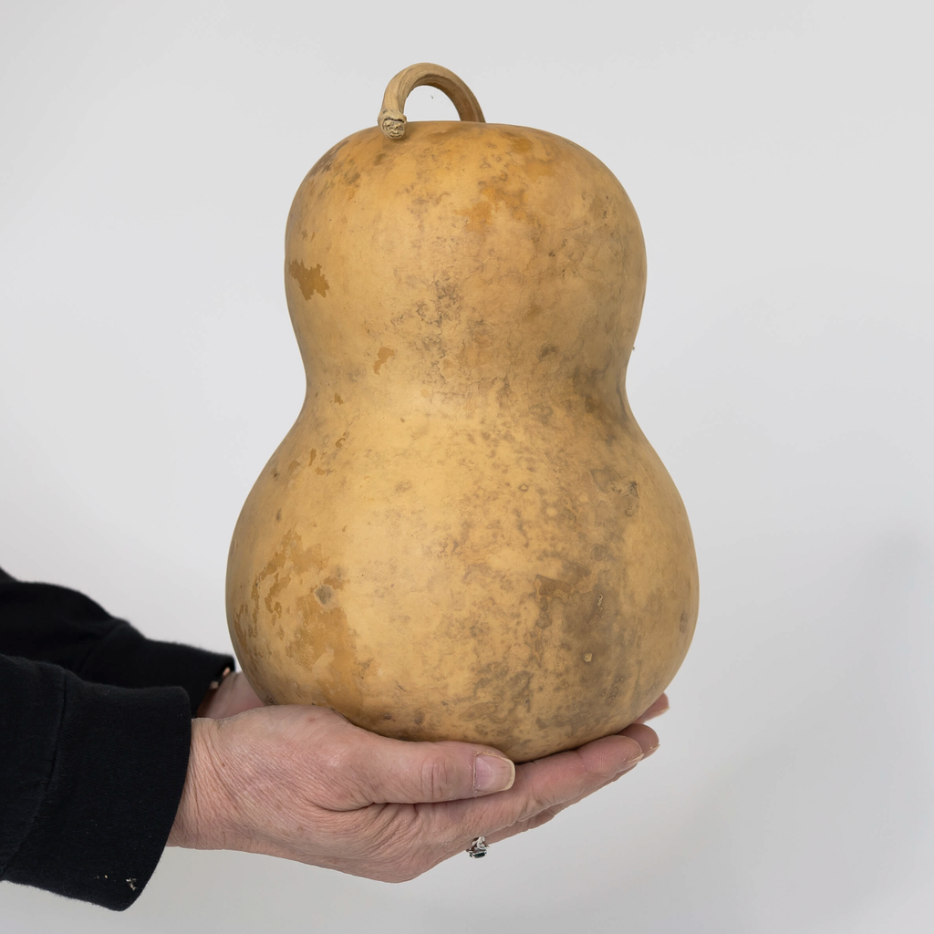 Dried Bottle Gourd - 7" in Diameter