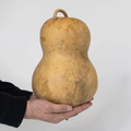 Dried Bottle Gourd - 7" in Diameter