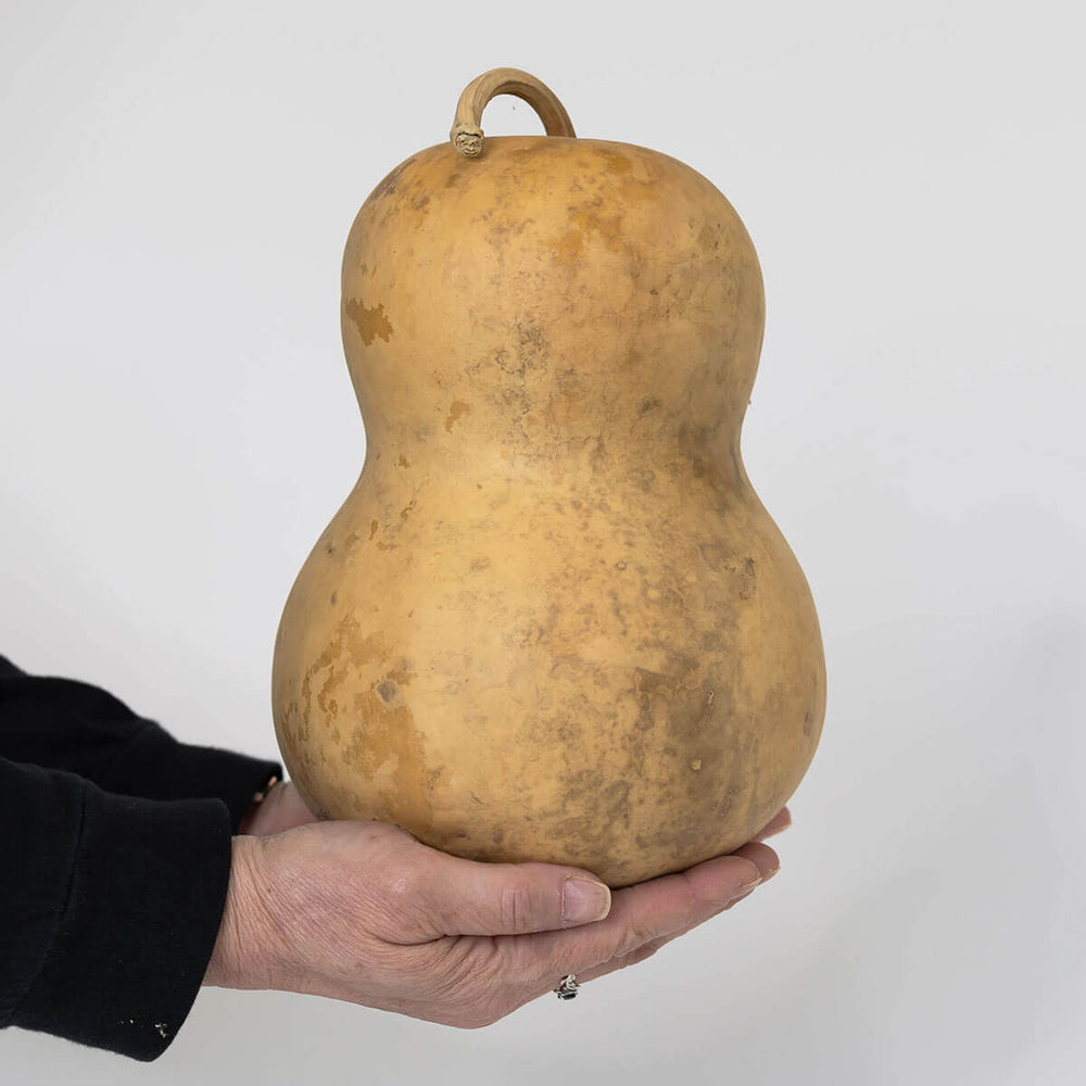 7  Inch Hard Shell Bottle Gourd at Meadowbrooke Gourds. 