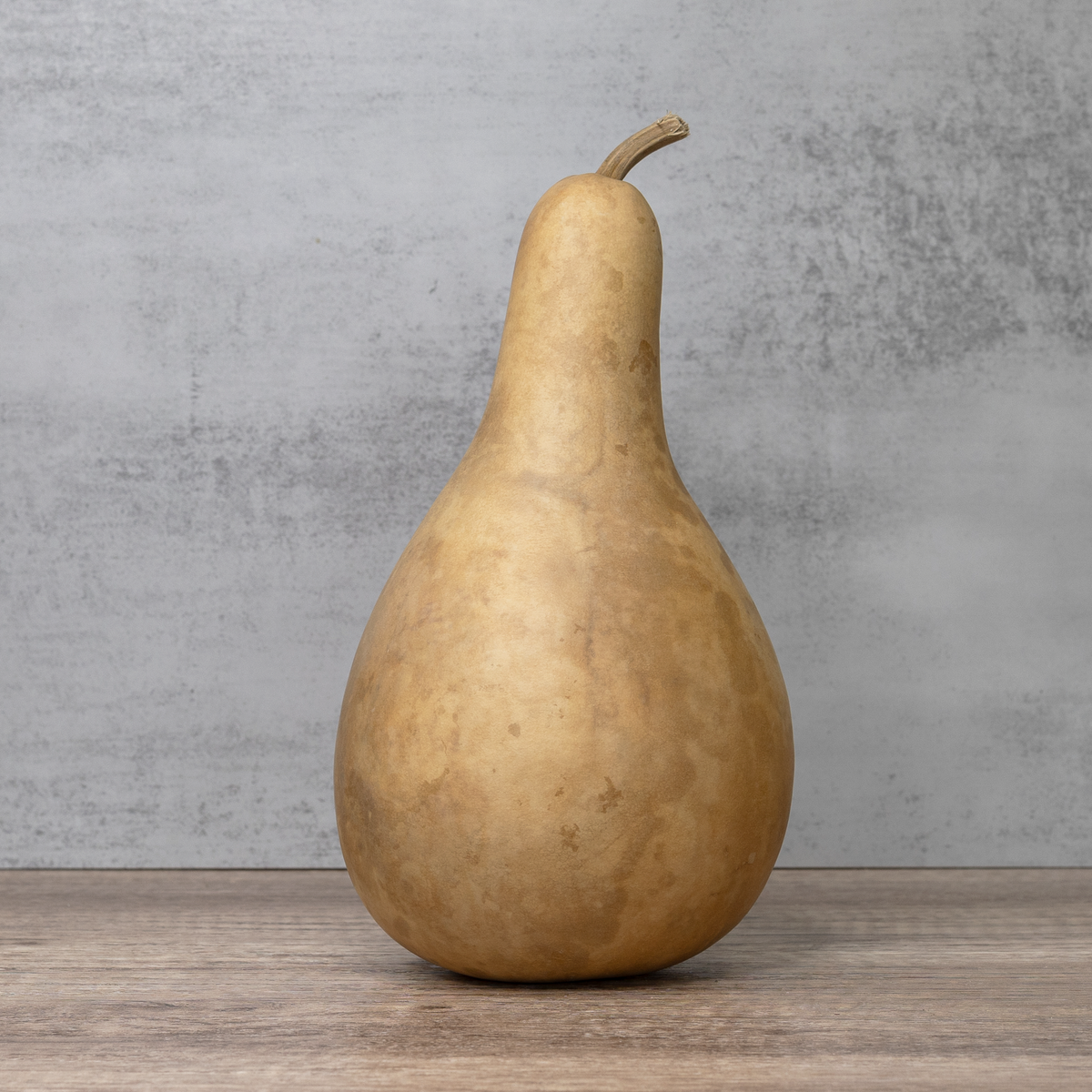 8-10 inch dried penguin gourd at Meadowbrooke Gourds.