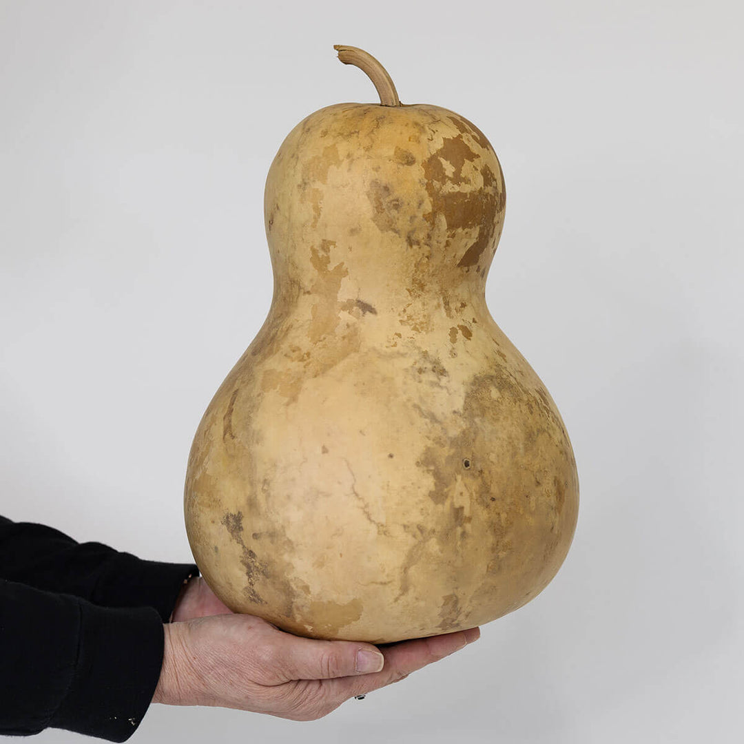 8 Inch Hard Shell Bottle Gourd at Meadowbrooke Gourds. 