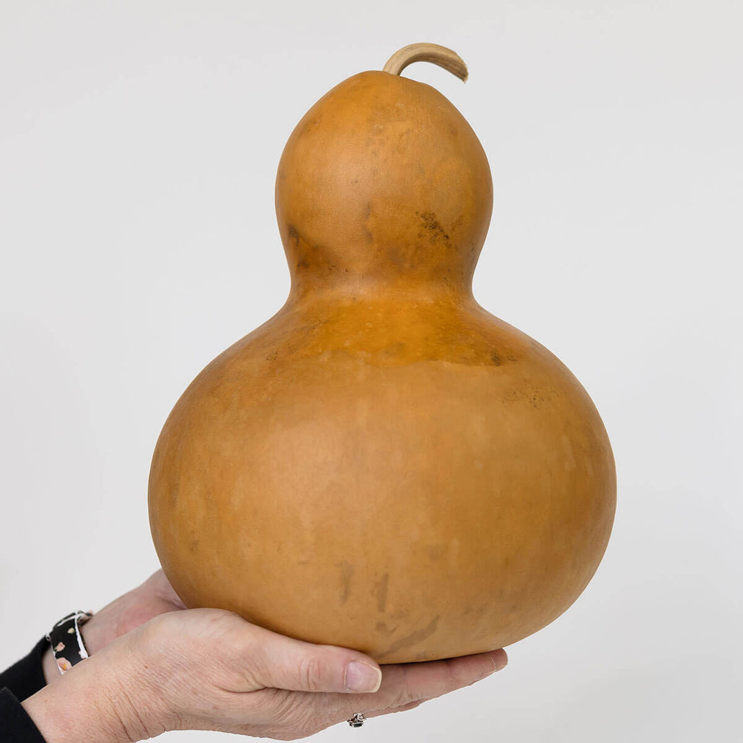 9 Inch Hard Shell Bottle Gourd at Meadowbrooke Gourds. 
