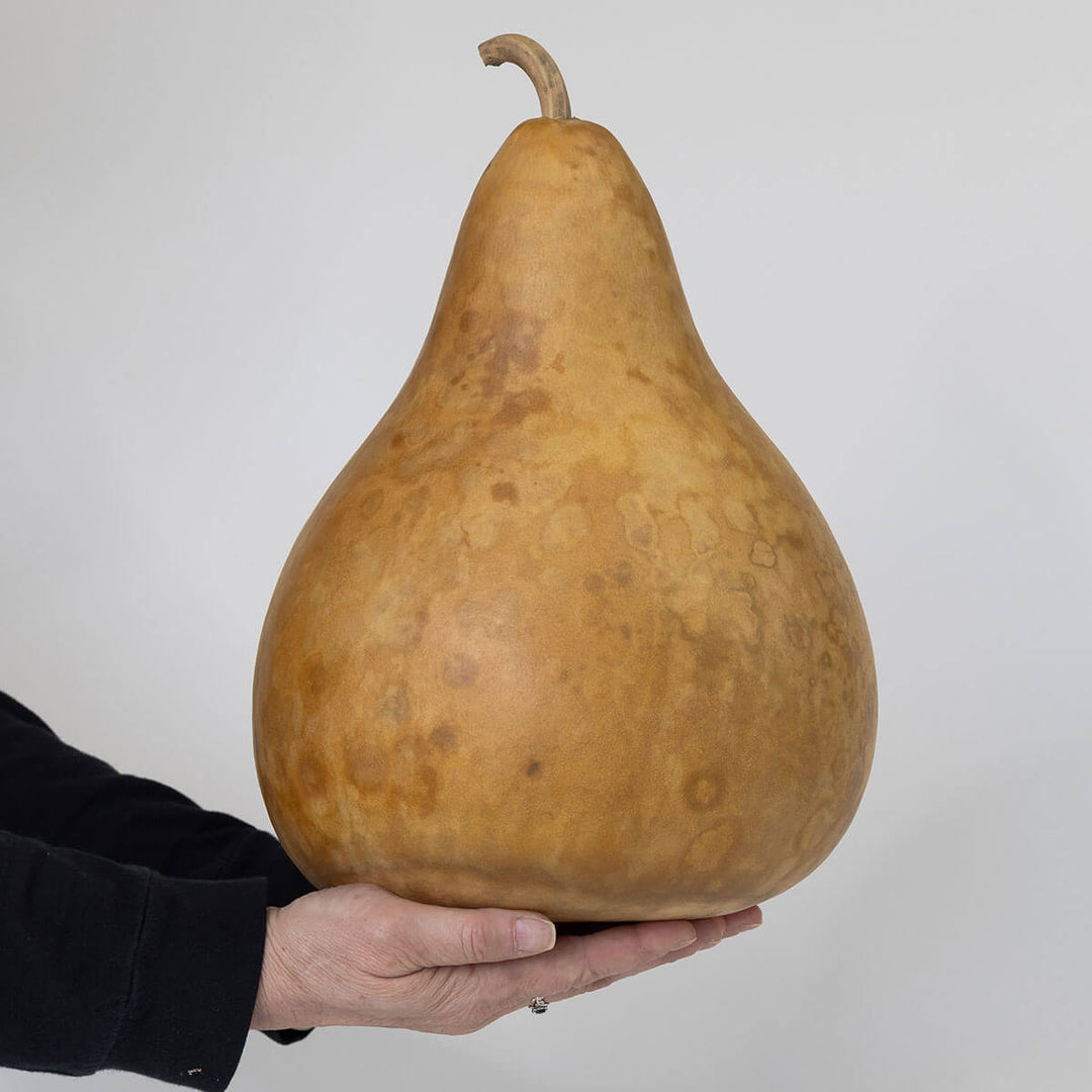 9 Inch Hard Shell Martin Gourd at Meadowbrooke Gourds. 