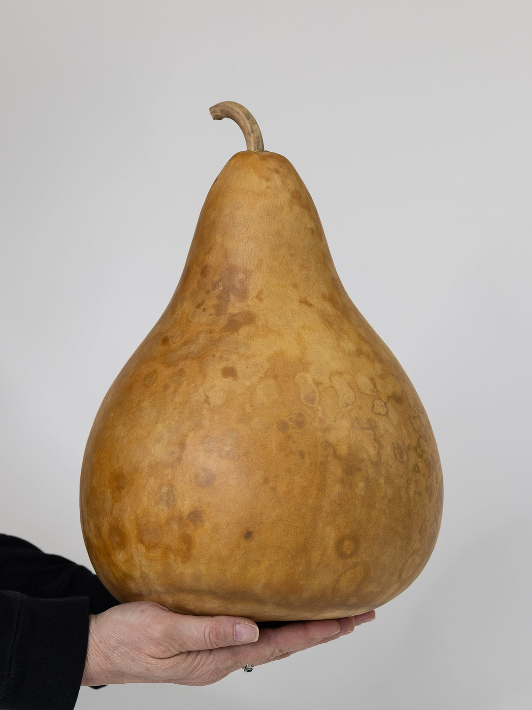 Nine inch unfinished raw martin gourd at Meadowbrooke Gourds