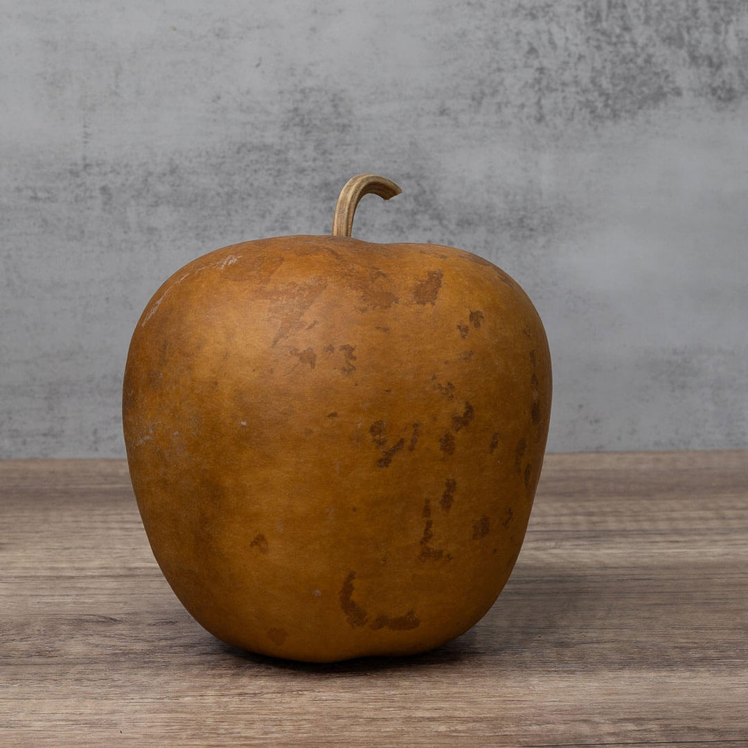 Apple Hard Shell Gourd at Meadowbrooke Gourds. 