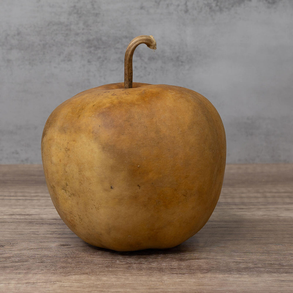 Apple Hard Shell Gourd at Meadowbrooke Gourds. 