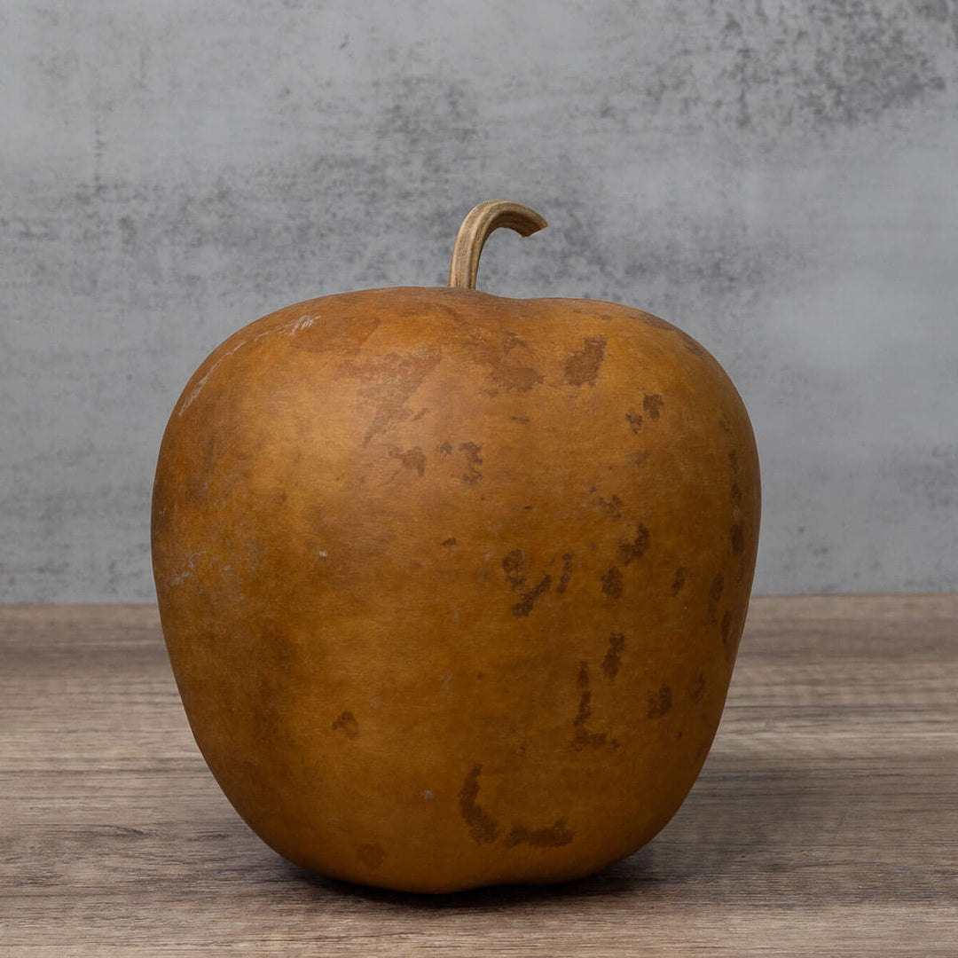 Apple Hard Shell Gourd at Meadowbrooke Gourds. 