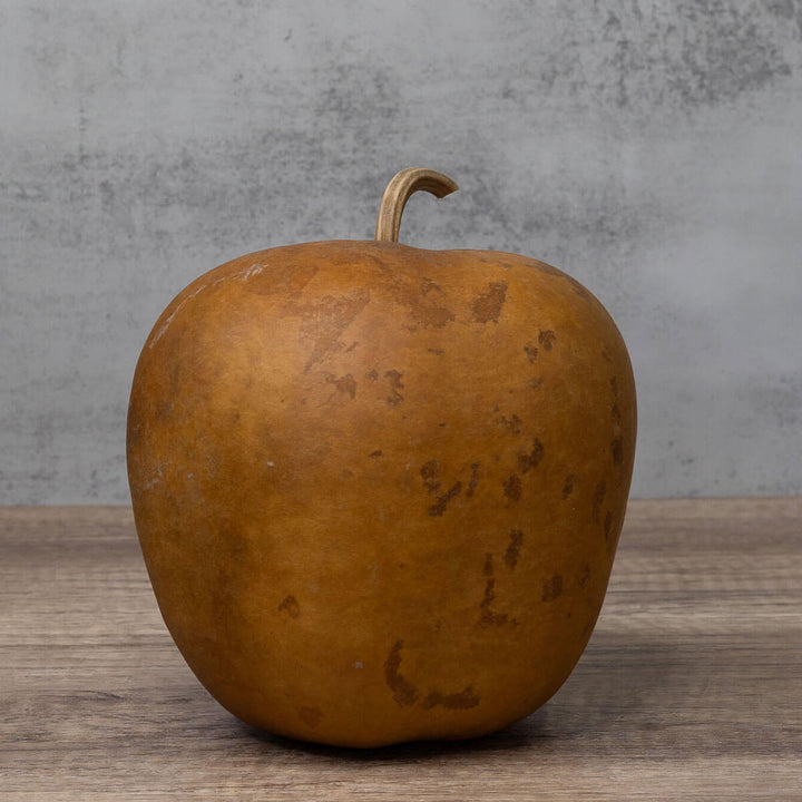 Apple Hard Shell Gourd at Meadowbrooke Gourds. 