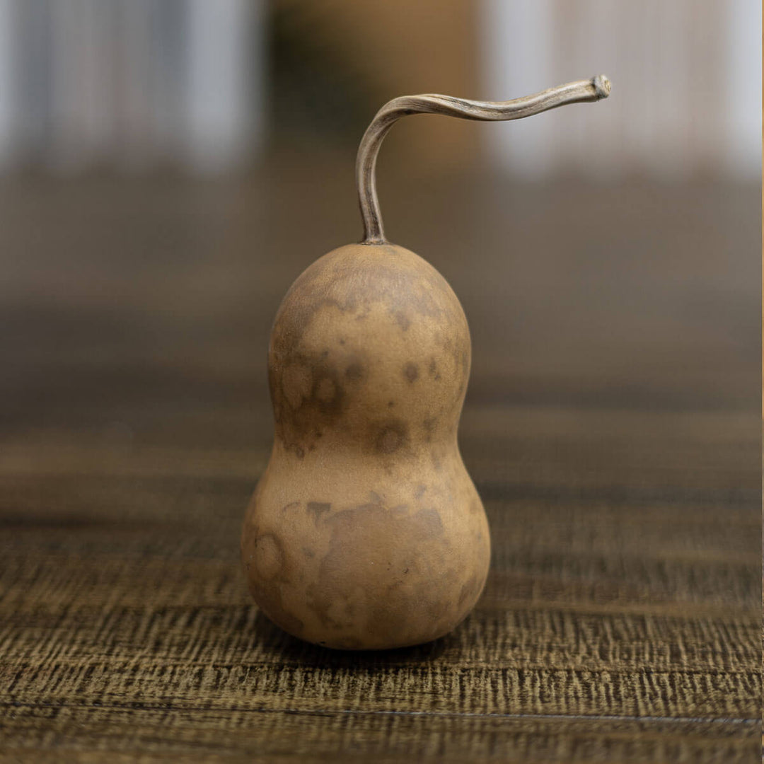 2 inch dried, hard shell bottle gourd at Meadowbrooke Gourds. 