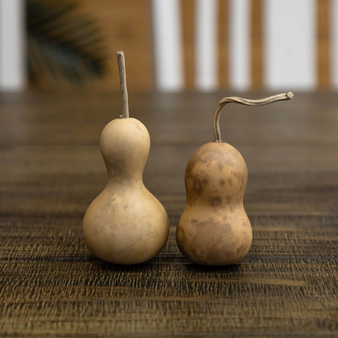 2 inch dried, hard shell bottle gourd at Meadowbrooke Gourds. 