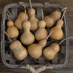 2" Hard Shell Bottle Gourds at Meadowbrooke Gourds. 