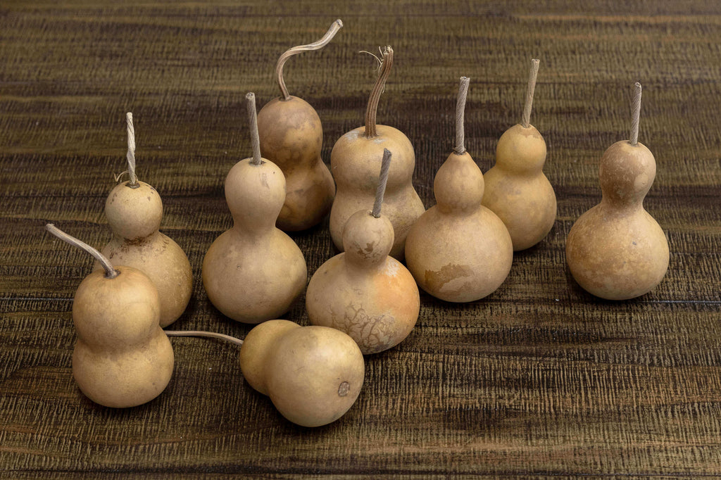 2" Hard Shell Bottle Gourds at Meadowbrooke Gourds. 