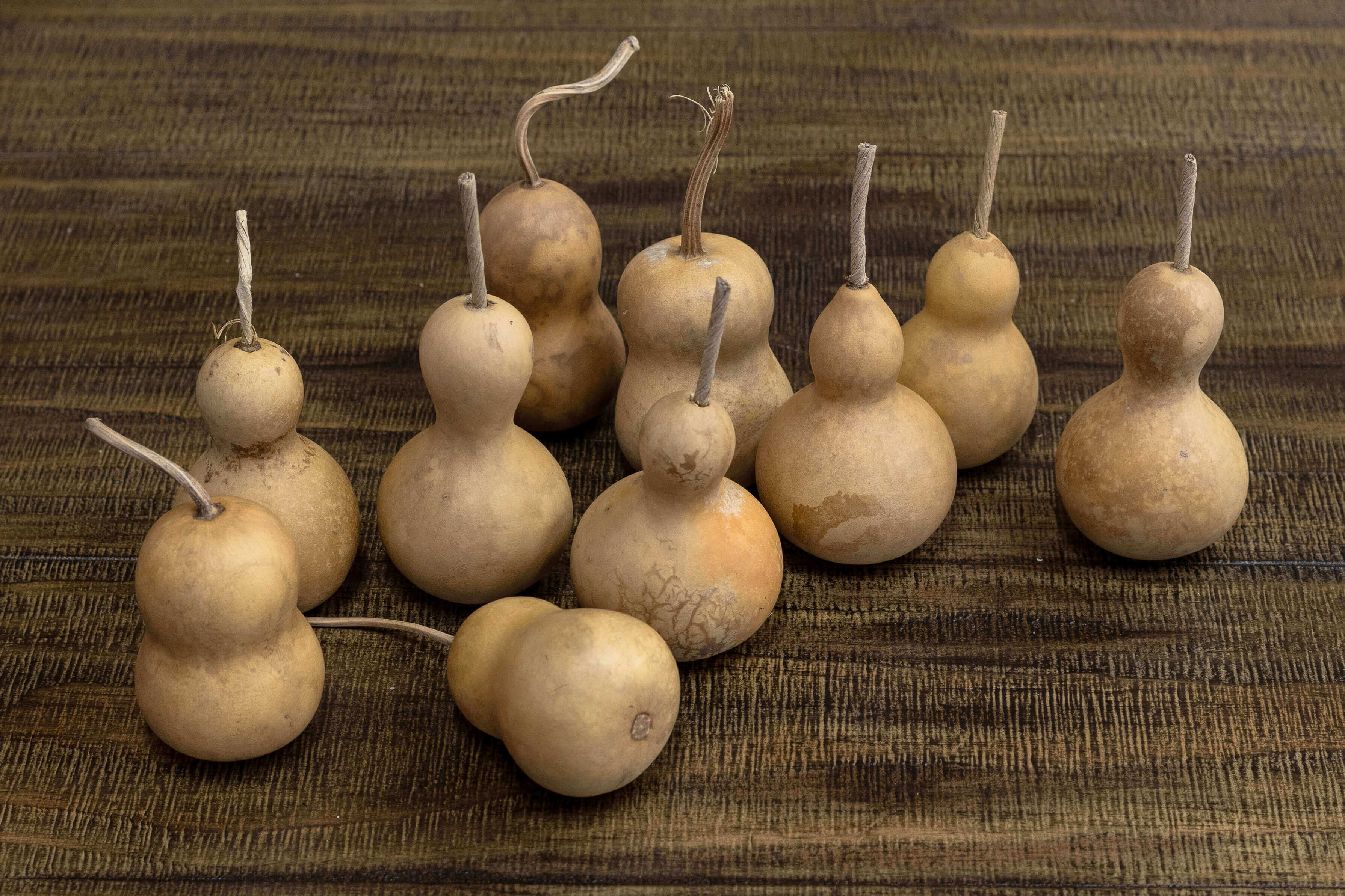 2" Hard Shell Bottle Gourds at Meadowbrooke Gourds. 