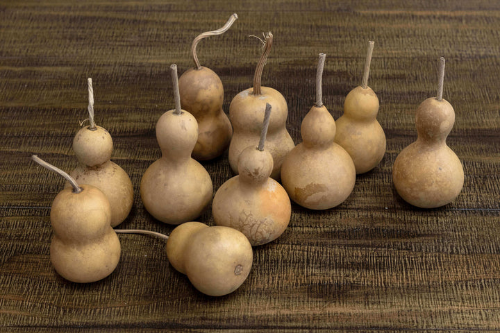 2" Hard Shell Bottle Gourds at Meadowbrooke Gourds. 