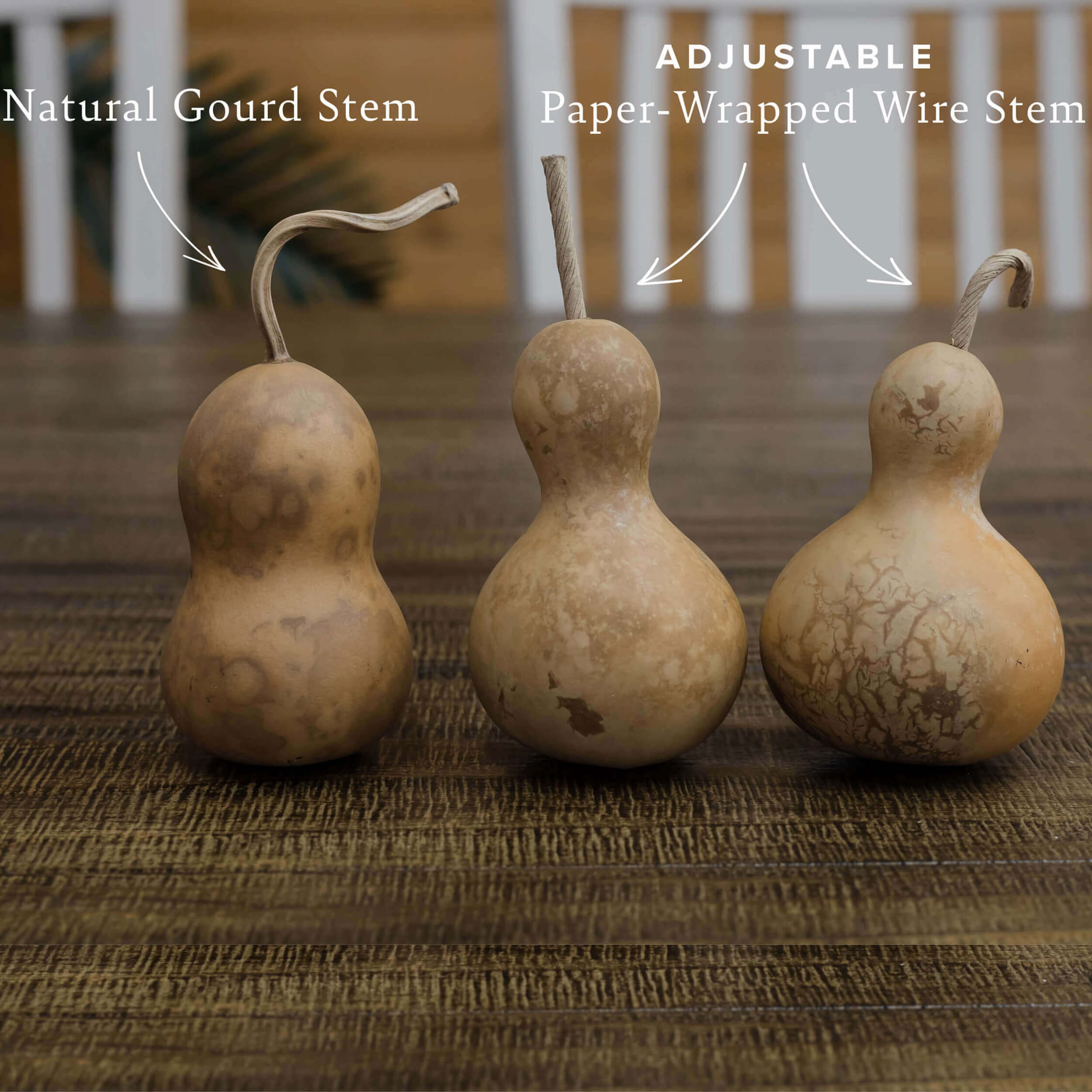 2" Hard Shell Bottle Gourd at Meadowbrooke Gourds. 