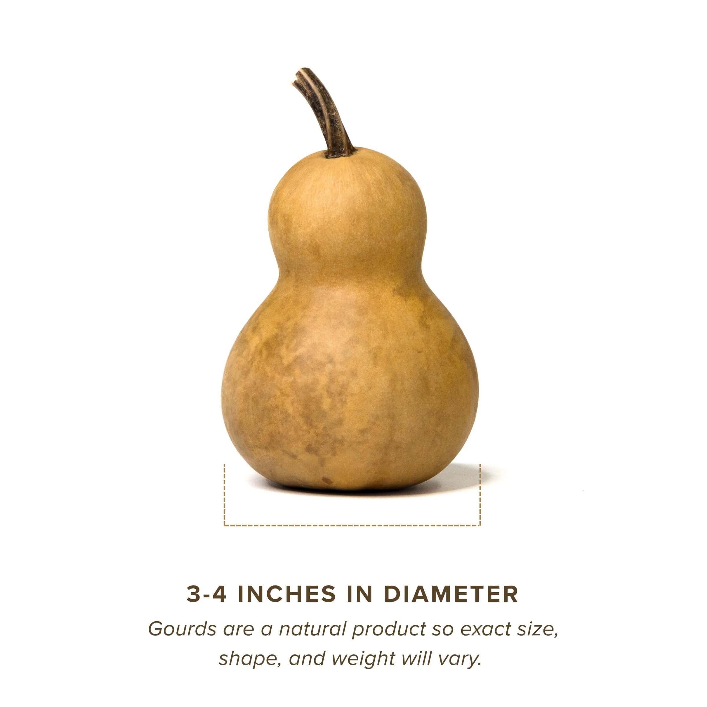 Dried Bottle Gourd - 3" in Diameter