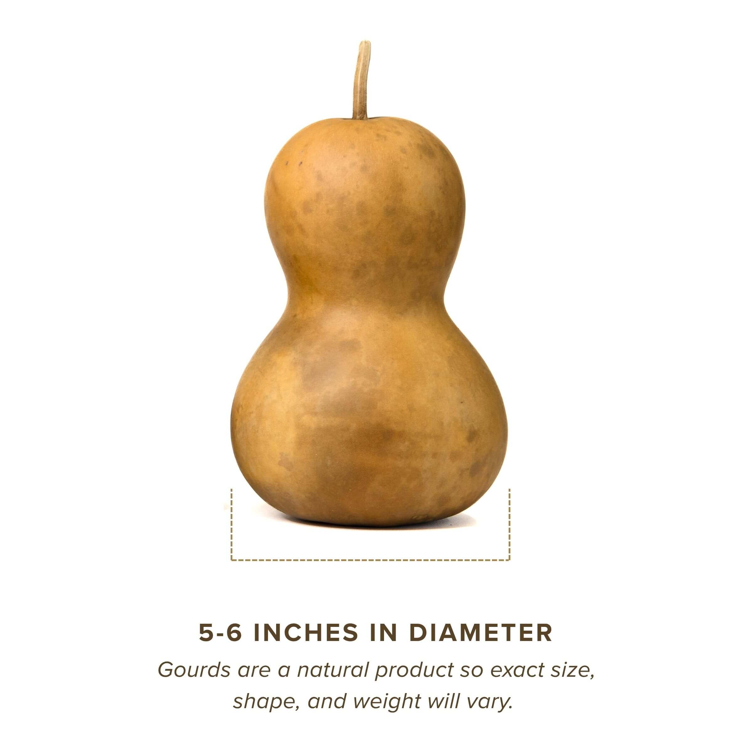 Dried Bottle Gourd  -  5" in Diameter