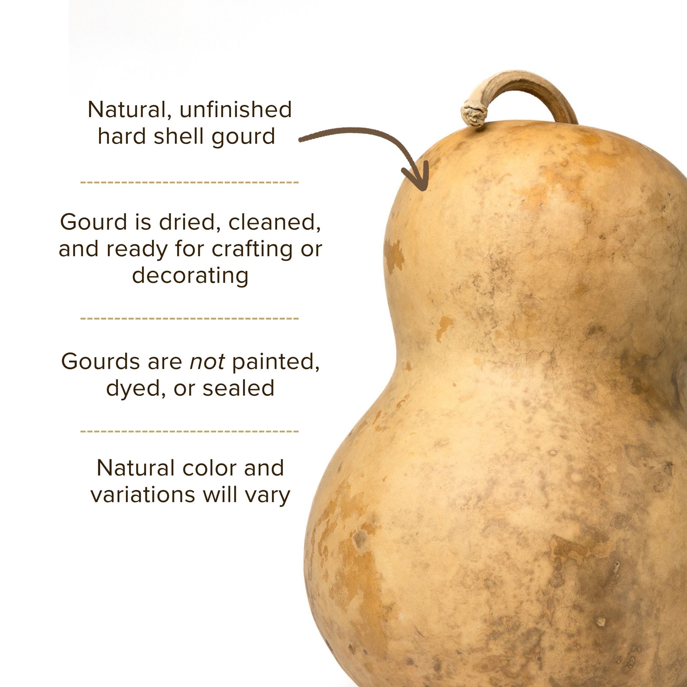 Dried Bottle Gourd - 7" in Diameter