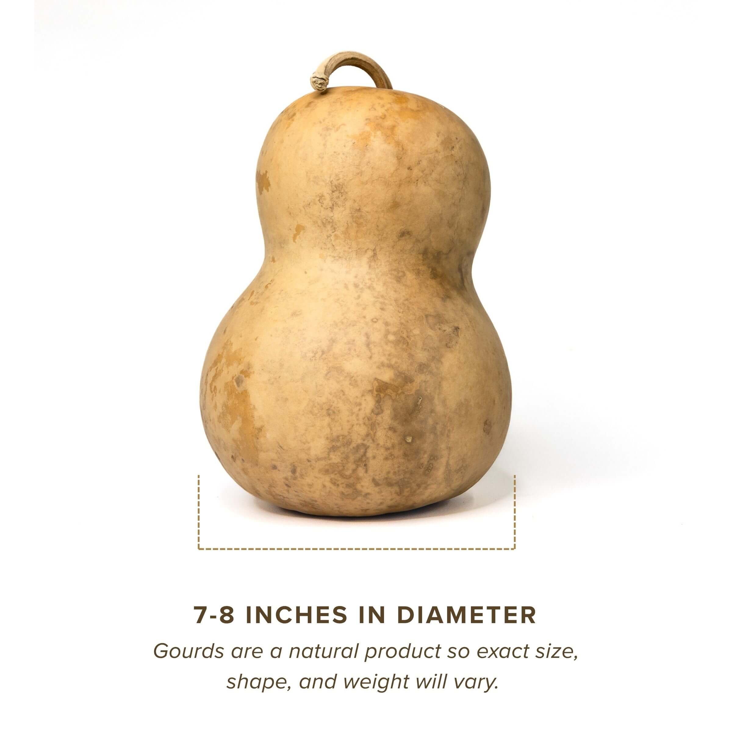 Dried Bottle Gourd - 7" in Diameter