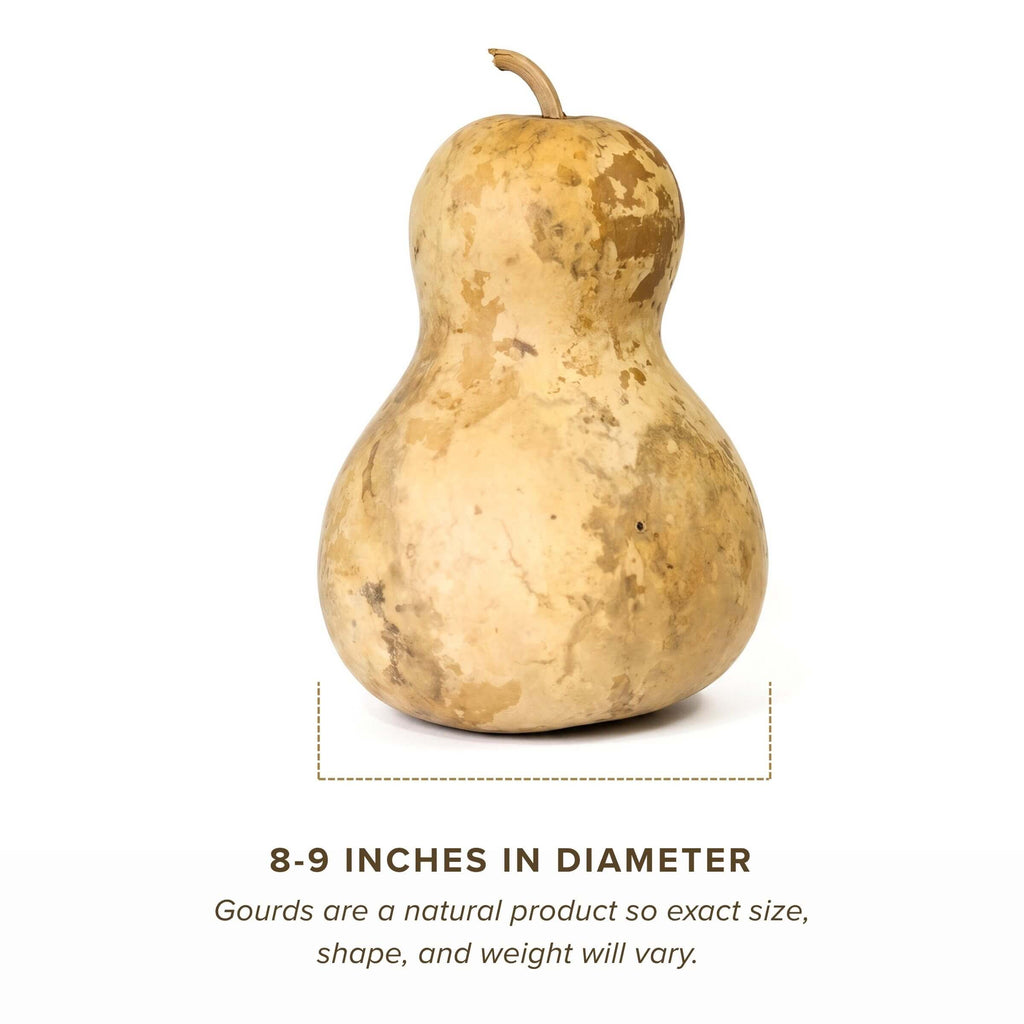 Dried Bottle Gourd - 8" in Diameter