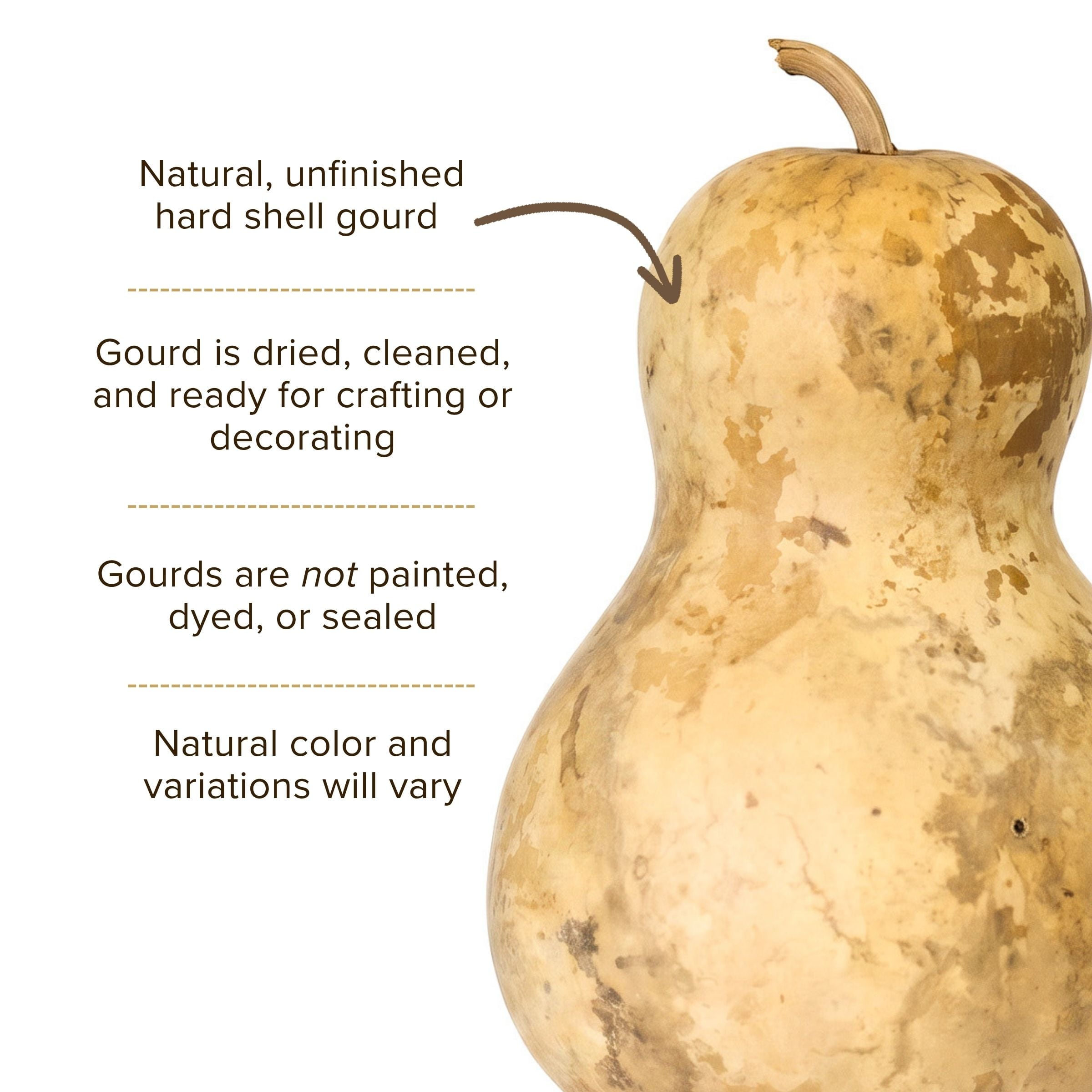 Dried Bottle Gourd - 8" in Diameter