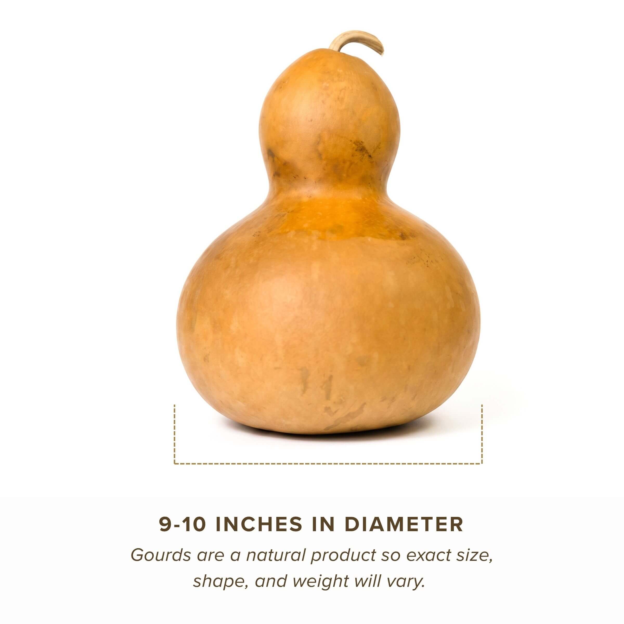 Dried Bottle Gourd - 9" in Diameter