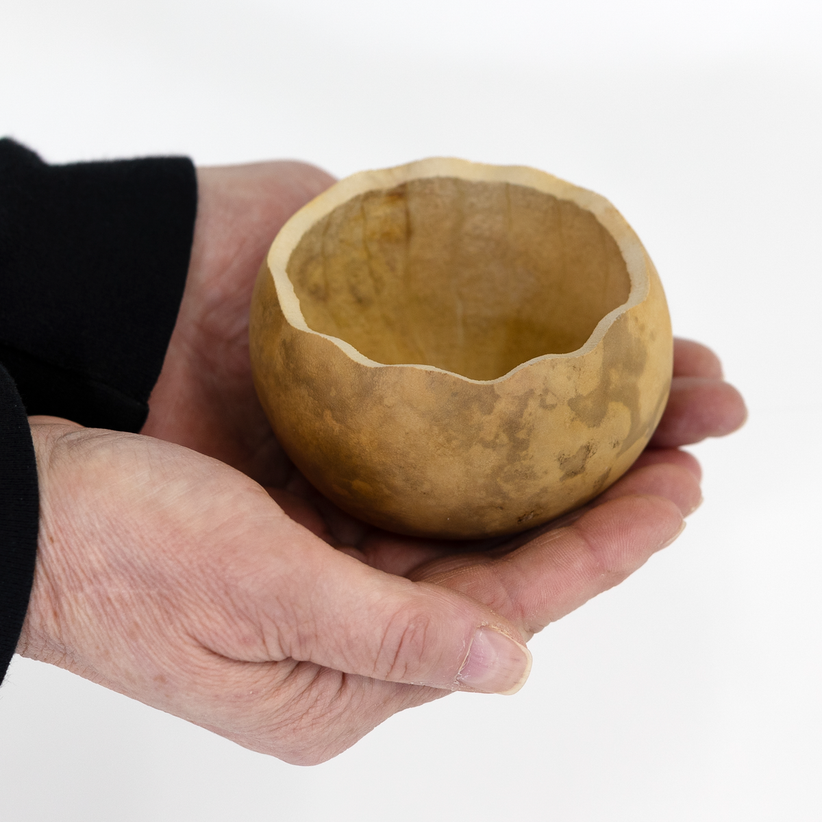 3 inch scalloped cut gourd bowl being held in hands for size reference, amongst a white background at Meadowbrooke Gourds.