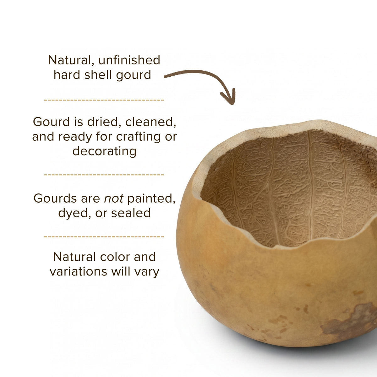 Dried 3" Scalloped Cut Gourd Bowl